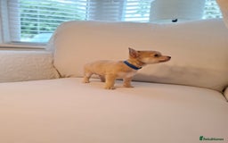Chihuahua dogs for sale: Chihuahua puppies for sale - Image 17