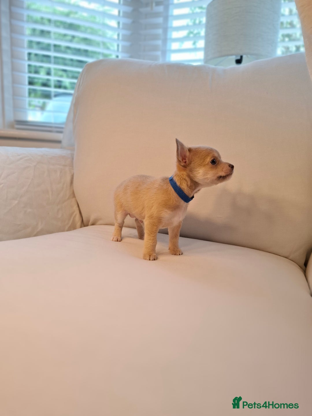 Chihuahua dogs for sale: Chihuahua puppies for sale - Image 17