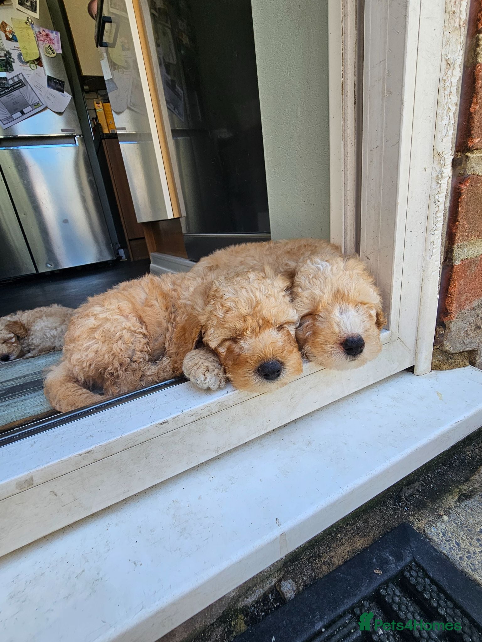Mini Goldendoodle dogs Mini Goldendoodle Puppies - Advert 5