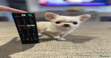 Chihuahua dogs - Advert 6