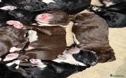 Cockapoo dogs for sale: Miniature f1 Cockapoos puppies - Advert 10