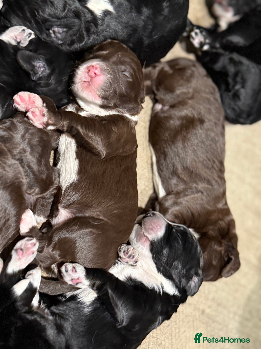 Cockapoo dogs for sale: Miniature f1 Cockapoos puppies - Advert 10