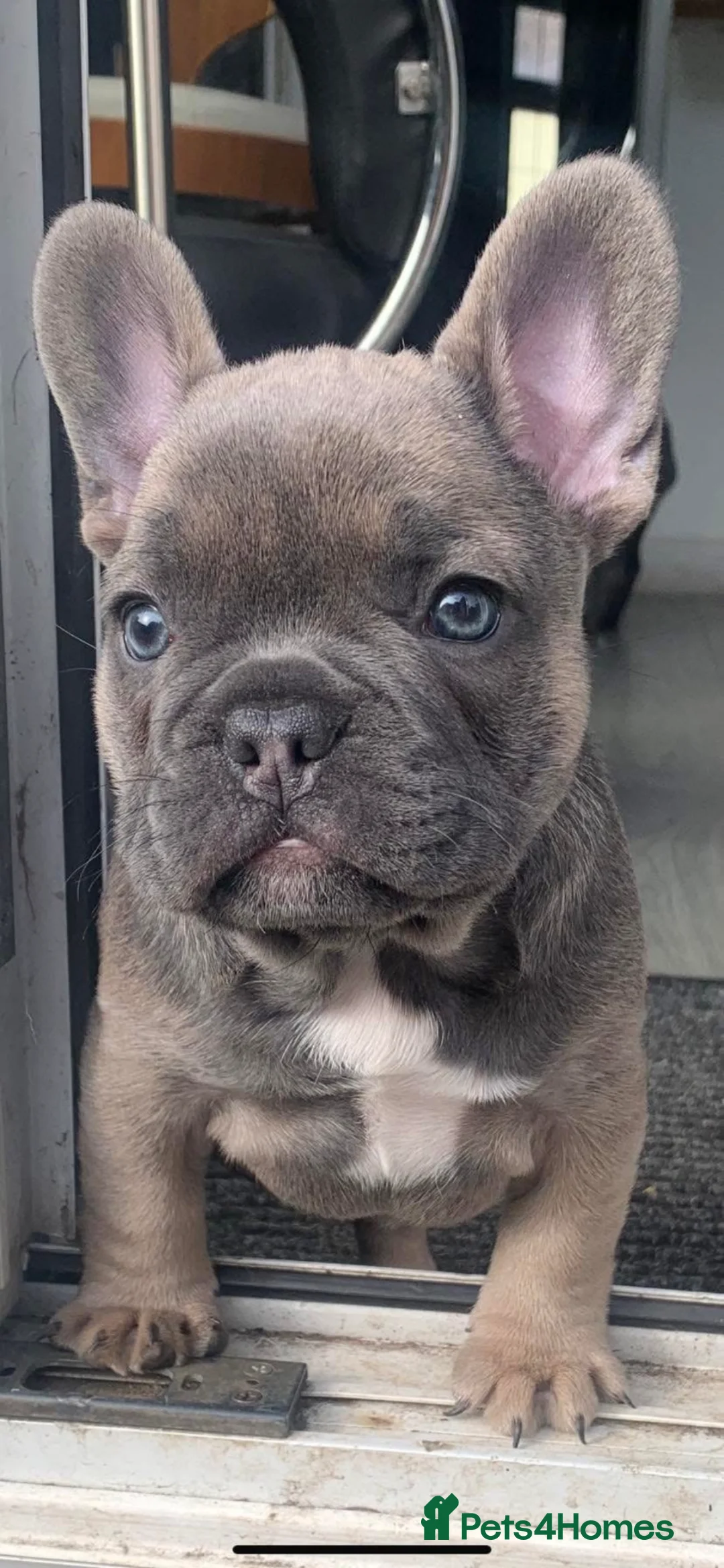 French Bulldog dogs for sale: Quality French bull dogs pups 💙💙💙🩷🩷🩷 - Advert 1