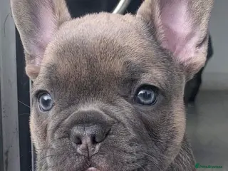 French Bulldog dogs for sale: Quality French bull dogs pups 💙💙💙🩷🩷🩷 - Advert 2