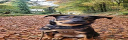 Mixed Breed dogs for sale: Shepweiler female  in Bridport - Advert 2