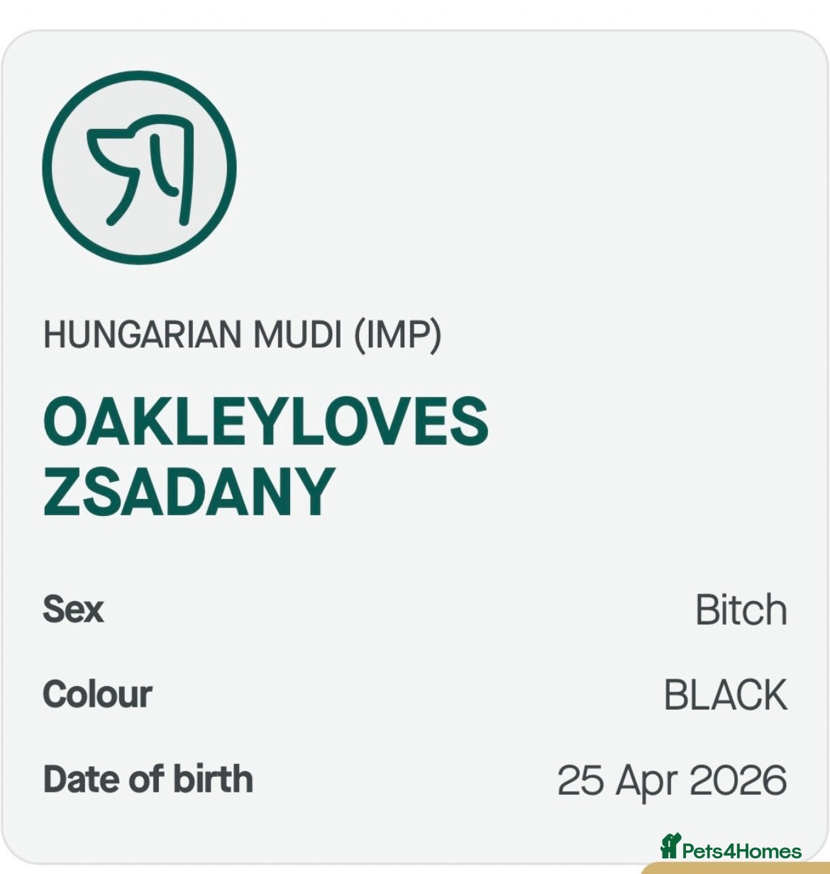 Mixed Breed dogs KC registered Hungarian Mudi puppies  - Advert 2