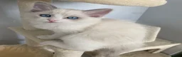 Ragdoll cats for sale: 3 LEFT!!! TICA REGISTERED RAGDOLL KITTENS  - Advert 8