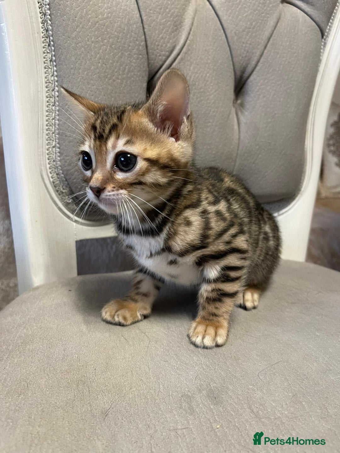 Bengal cats for sale: 5 Outstanding bengal kittens ready for a family  - Advert 7