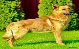 German Shepherd dogs for adoption: Ridgey – The Dog They Left Behind - Image 14