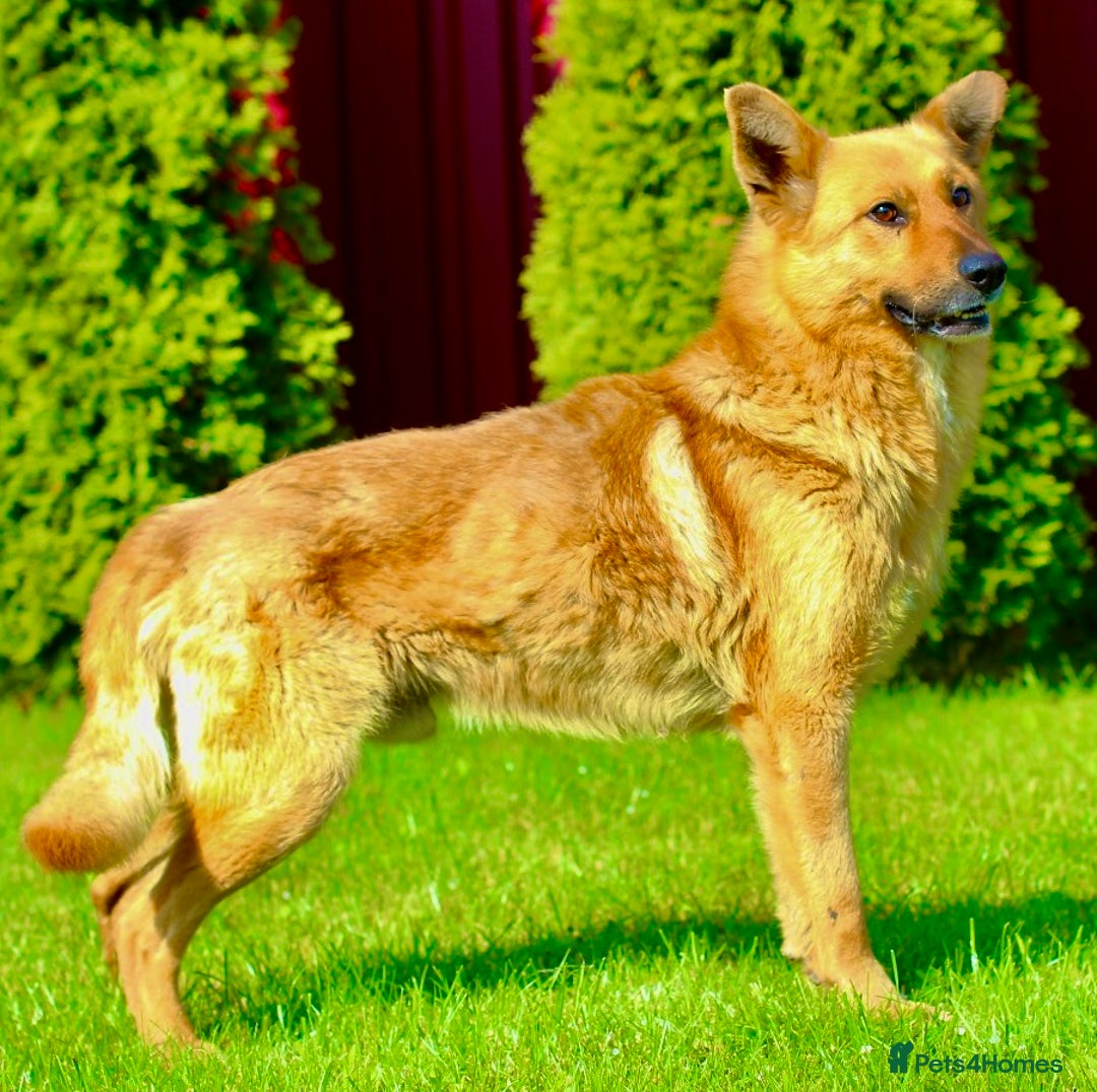 German Shepherd dogs for adoption: Ridgey – The Dog They Left Behind - Image 14