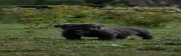 French Bulldog dogs for sale: Fluffy French Floodles  - Advert 16
