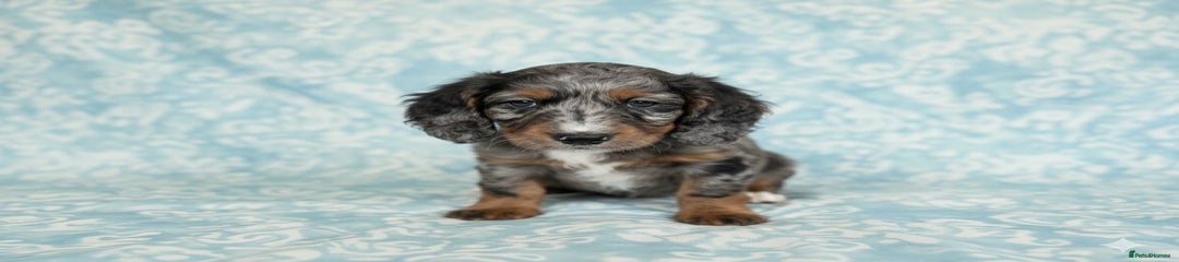 Blue Merle with Tan Points Boy 2
