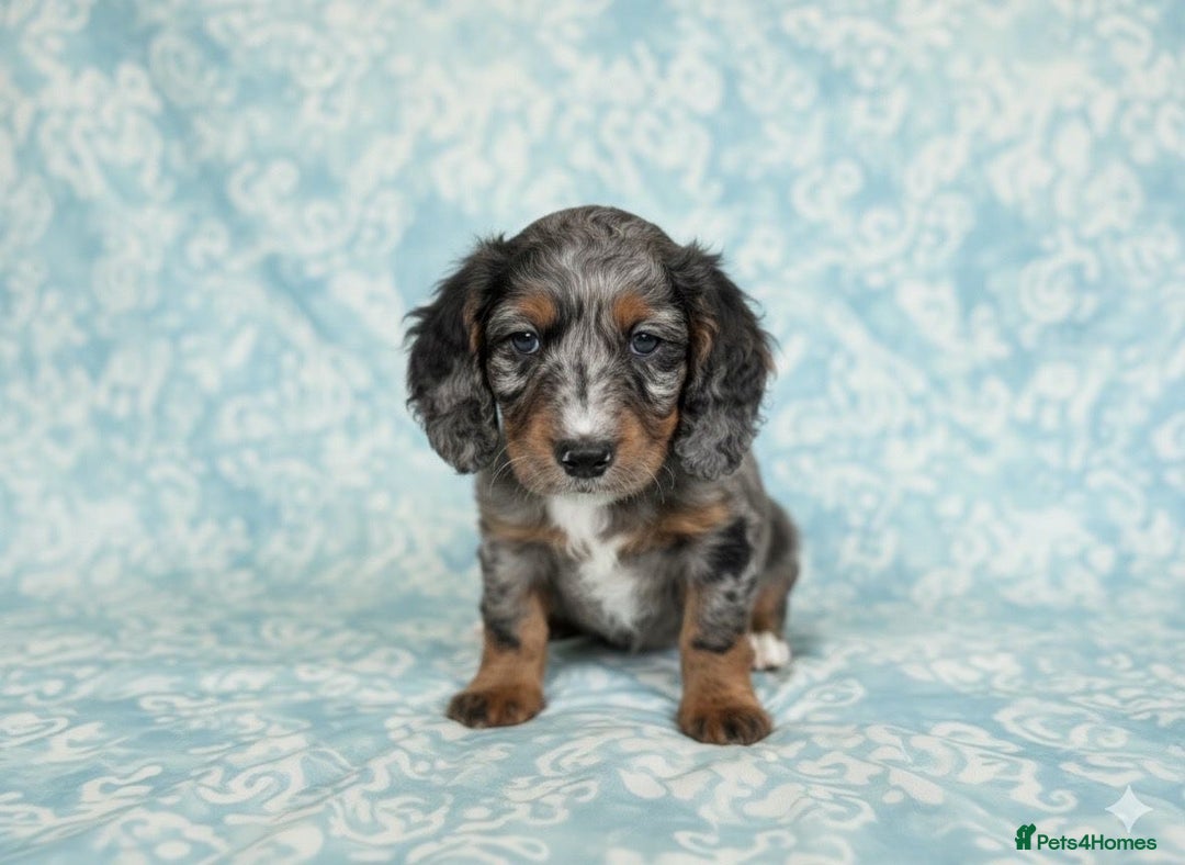 Cockapoo dogs for sale: Adorable F2 Cockapoo Puppies, Ready 12 Oct - Image 21