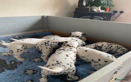 Dalmatian dogs for sale: Top quality show type Dalmatian pups 🐶  - Image 21
