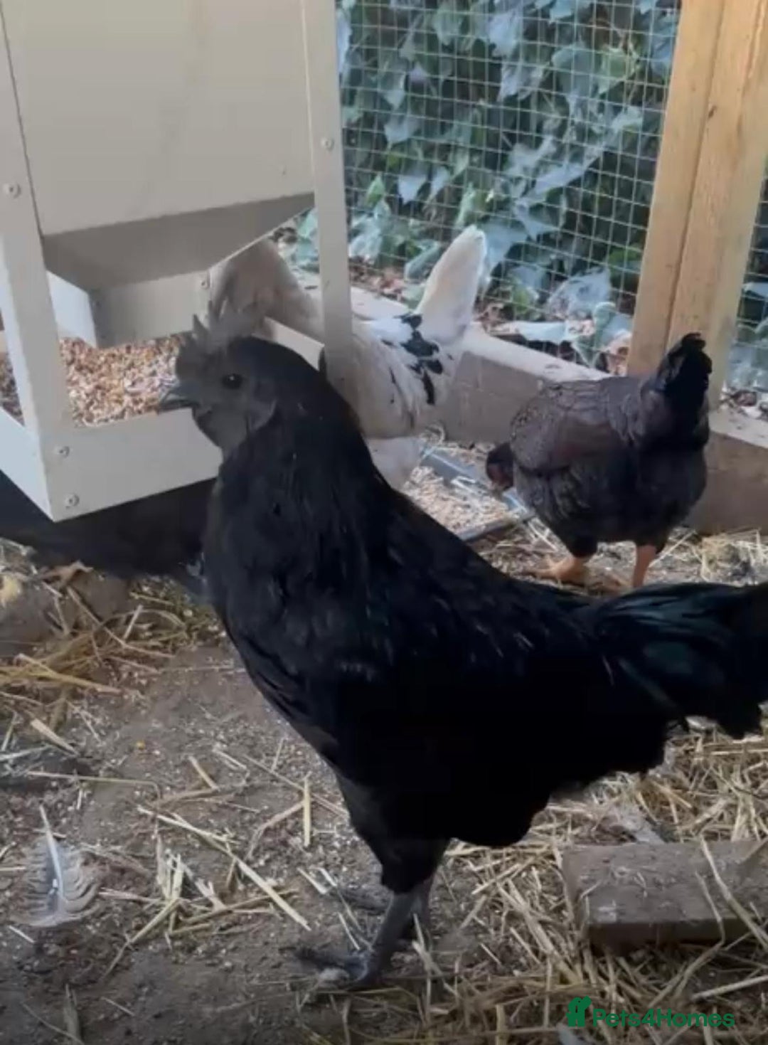 Chickens poultry for sale: roosters for free  - Advert 3