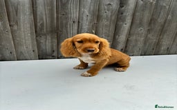 Cocker Spaniel dogs for sale: Cocker spaniel puppy’s  - Image 7