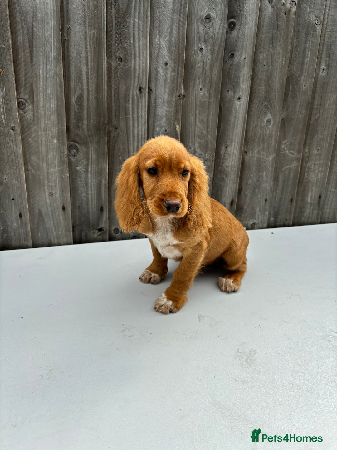 Cocker Spaniel dogs for sale: Cocker spaniel puppy’s  - Image 7