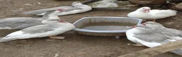 Ducks poultry for sale: Khaki Campbell & Muscovy - Advert 2