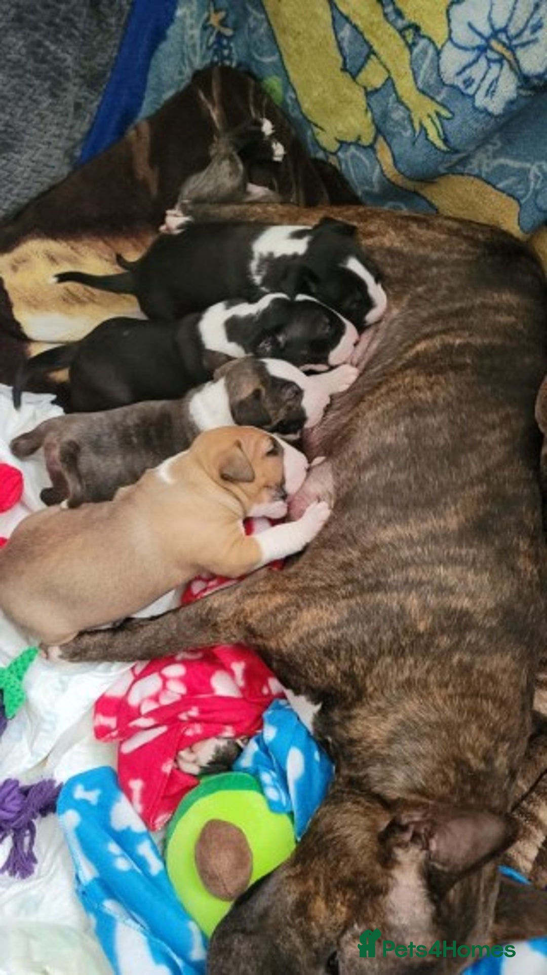 English Bull Terrier dogs for stud: Quality Kc Registered Red & White in Southampton - Advert 4