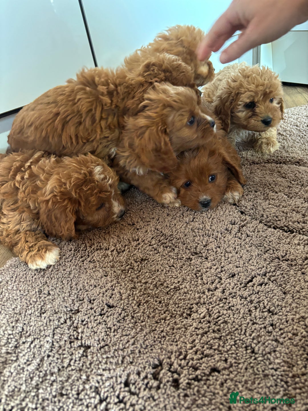Cavapoo dogs for sale: Gorgeous cavapoos  - Image 23