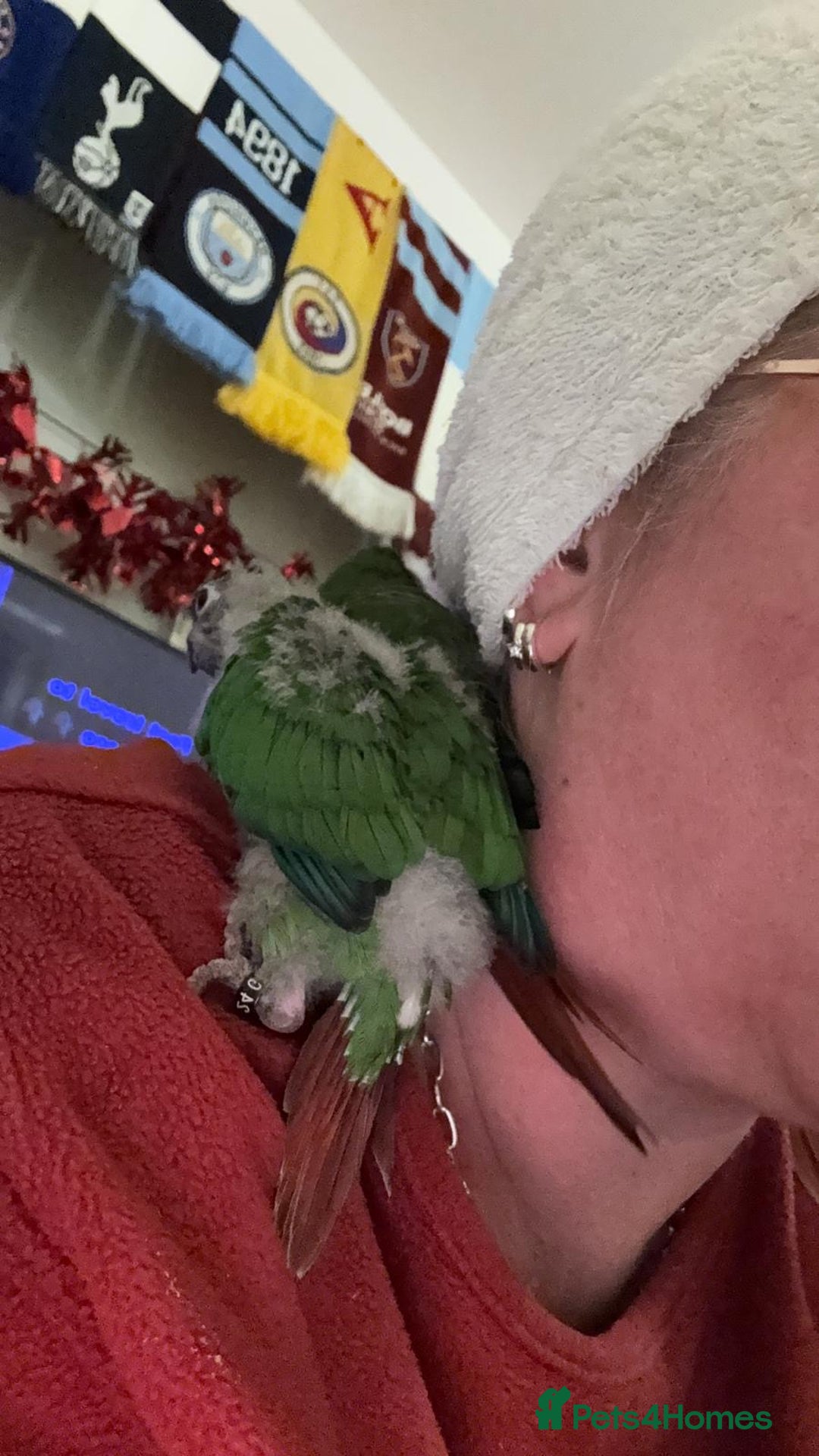 Conures birds for sale: Tamed baby conure - Advert 7