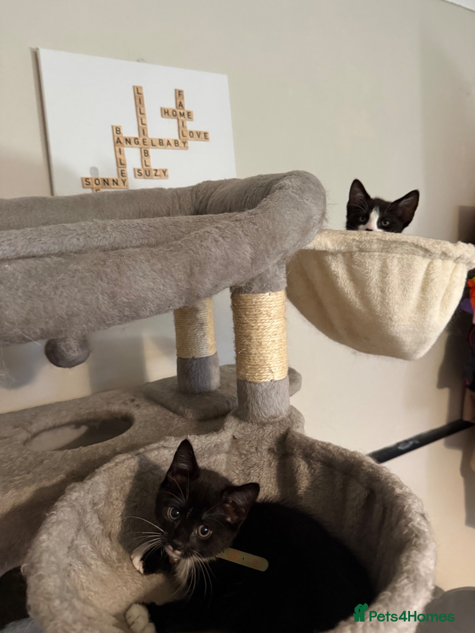 Mixed Breed cats Last 2 male kittens - ready now  - Advert 13