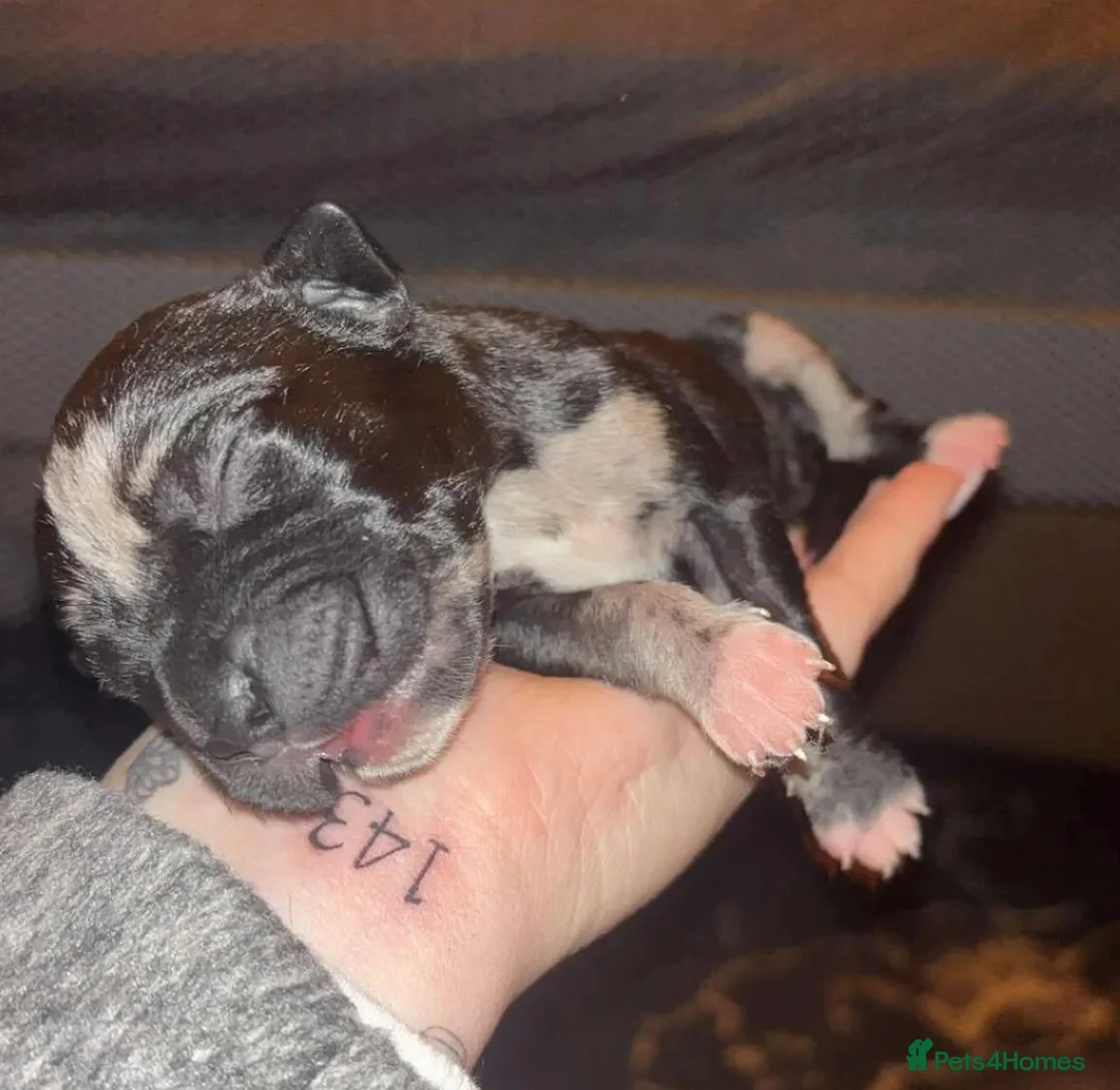 Cane Corso dogs for sale: Nearly ready * Beautiful chunky Cane Corso litter* - Advert 11