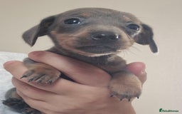 Miniature Dachshund dogs for sale: Miniature daushund puppies  - Image 5