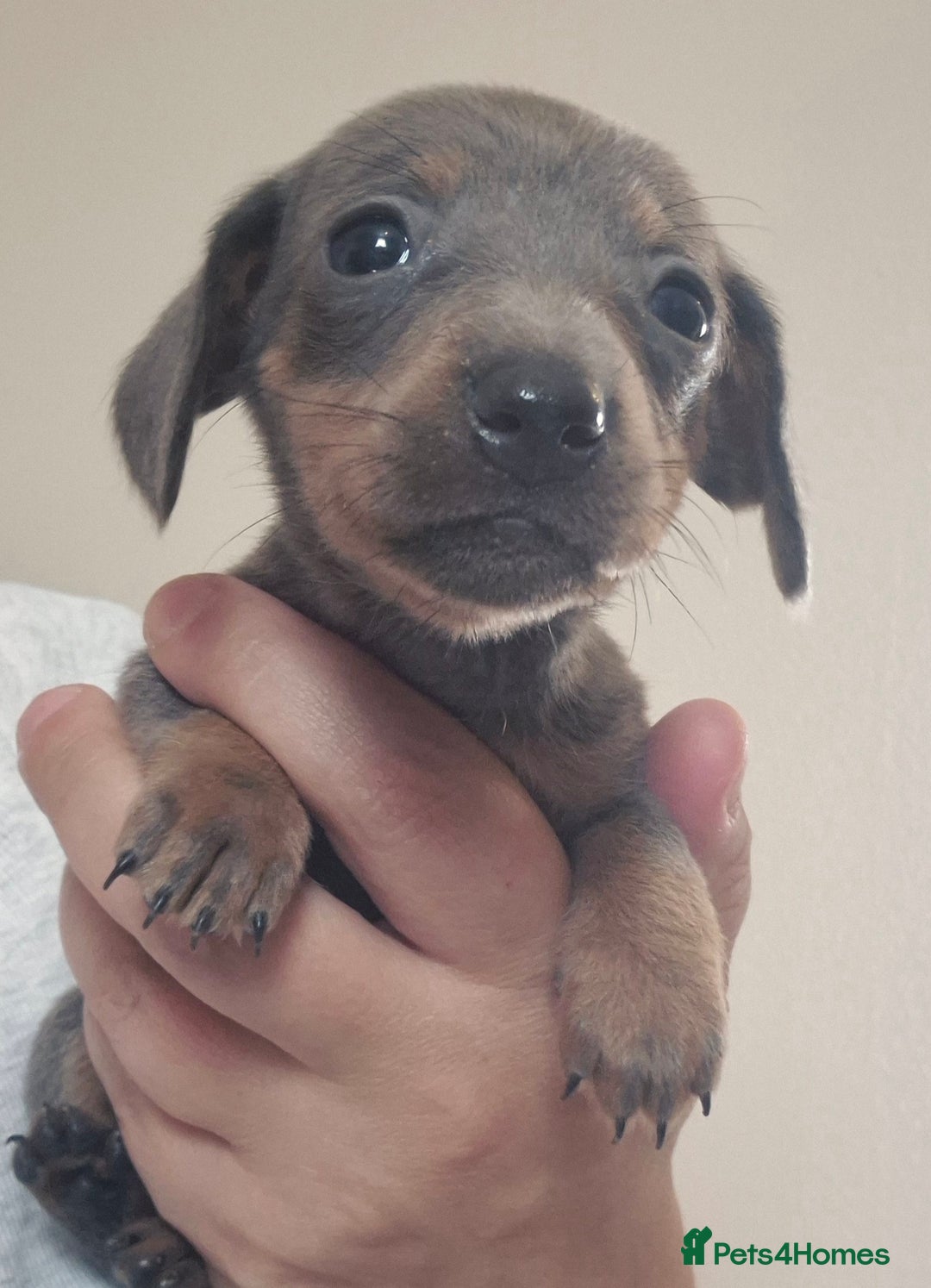 Miniature Dachshund dogs for sale: Miniature daushund puppies  - Image 5