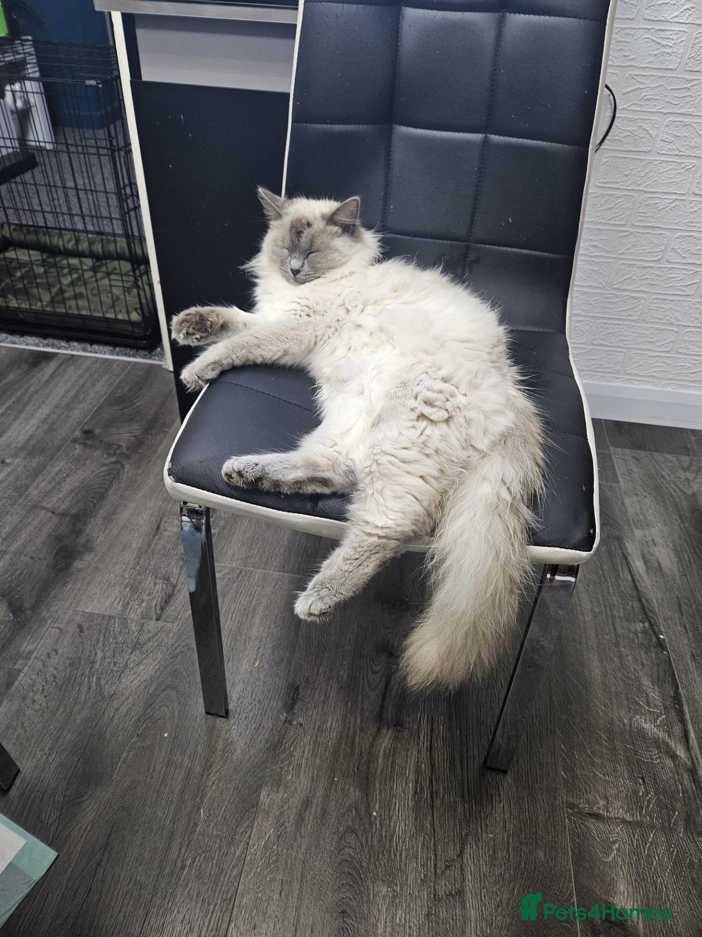 Ragdoll cats PURE BREED RAGDOLL CAT - Advert 2