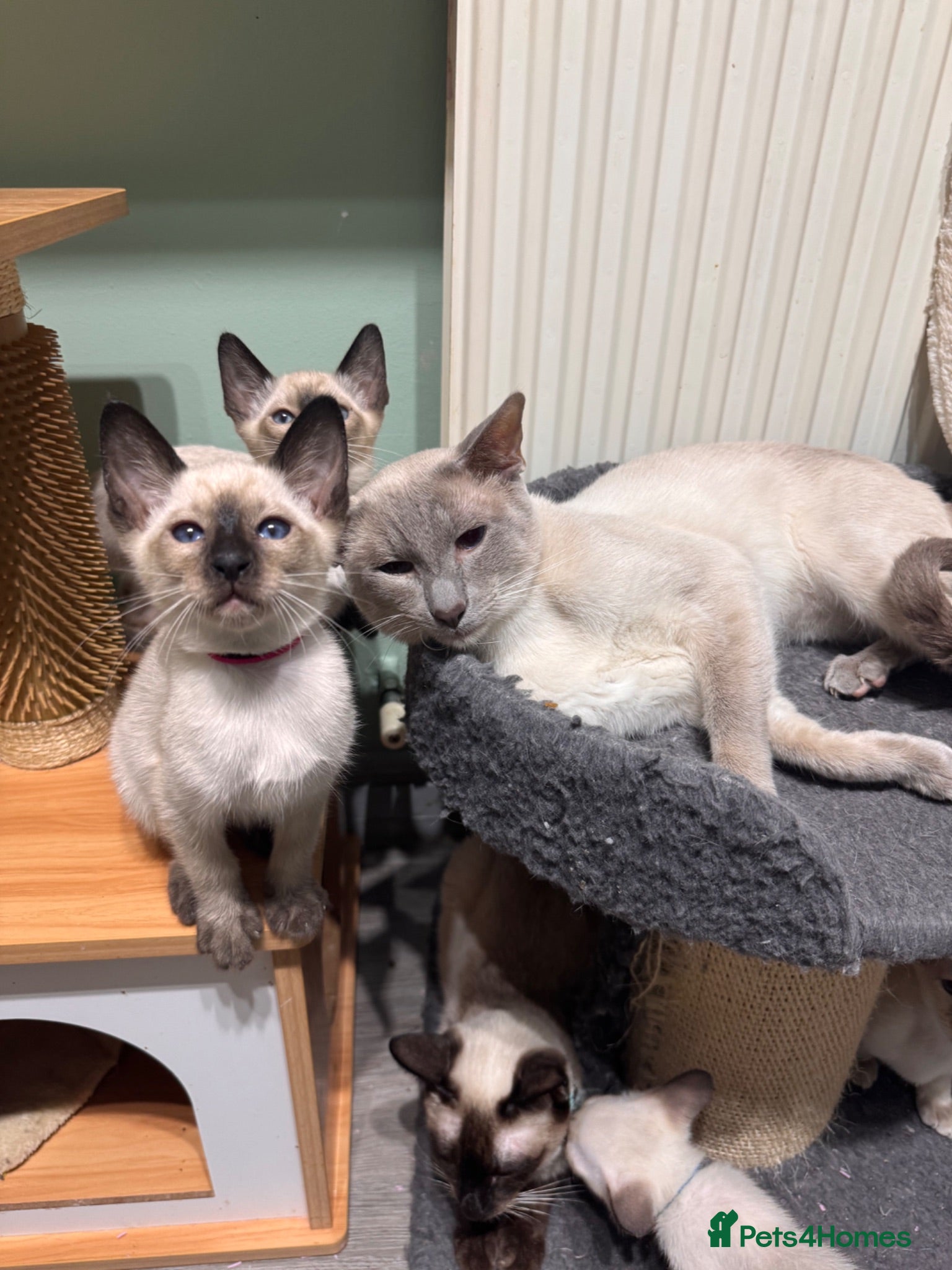 Siamese cats 6 affectionate traditional Siamese kittens ready - Advert 2