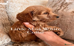 Cockapoo dogs for sale: F1 Cockapoo’s DNA Health Tested Parents - Image 26