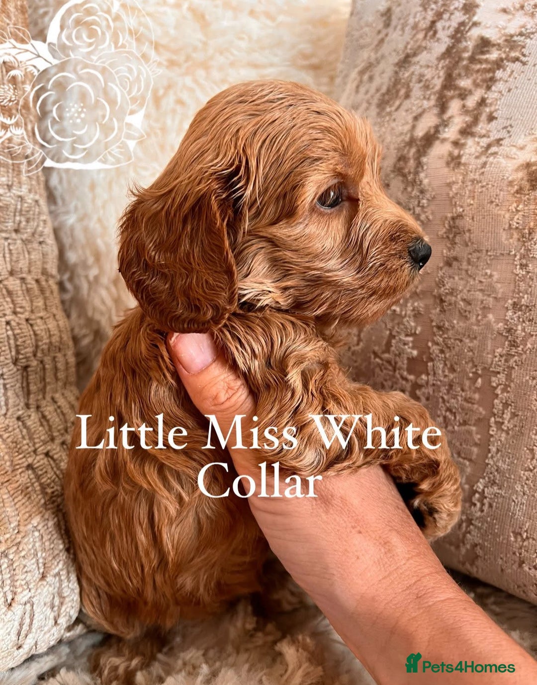 Cockapoo dogs for sale: F1 Cockapoo’s DNA Health Tested Parents - Image 26
