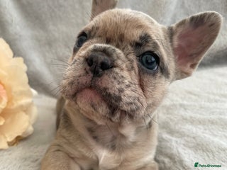 French Bulldog dogs - Advert 11