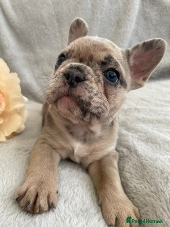 French Bulldog dogs - Advert 14