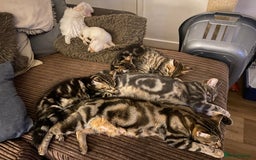 Domestic Shorthair cats for sale: Gorgeous tabby kitten  - Image 15