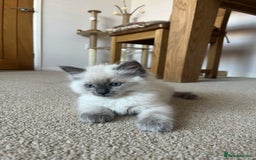 Ragdoll cats for sale: Adorable Blue Point Ragdoll Kittens - Image 3
