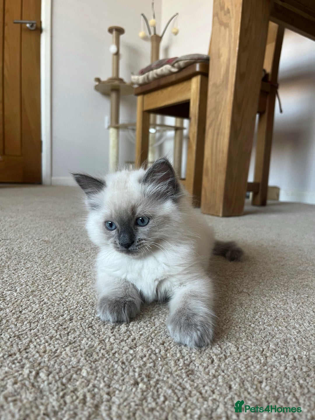 Ragdoll cats for sale: Adorable Blue Point Ragdoll Kittens - Image 3