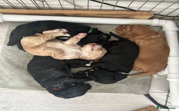 Cocker Spaniel dogs for sale: 🐾 Beautiful Cocker Spaniel Puppies 🐶 - Image 2
