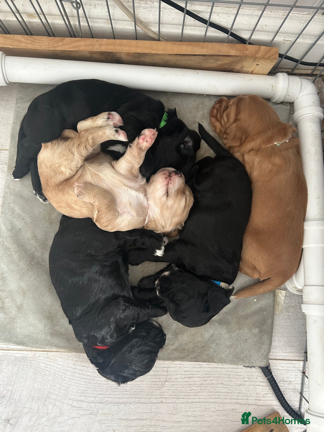 Cocker Spaniel dogs for sale: 🐾 Beautiful Cocker Spaniel Puppies 🐶 - Image 2