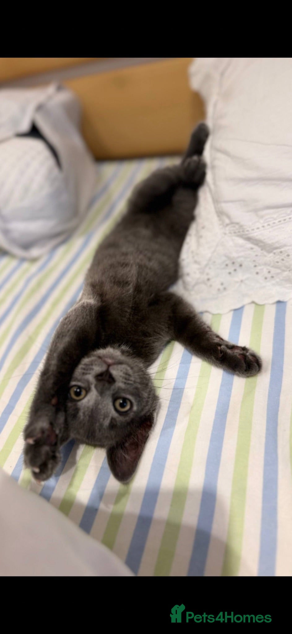 British Shorthair cats  Beautiful British Shorthair Kitten  - Advert 1
