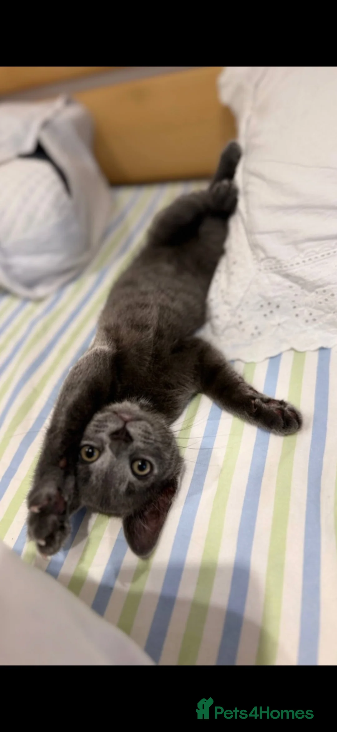 British Shorthair cats for sale:  Beautiful British Shorthair Kitten  in Stevenage - Advert 1