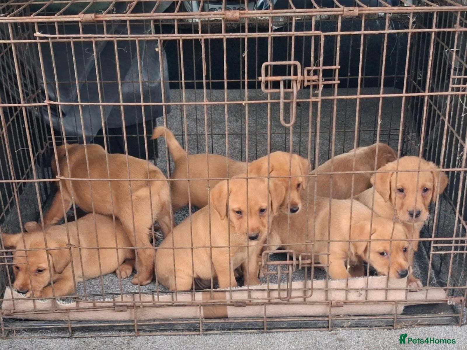 Labrador Retriever dogs Kc reg fox red labs - Advert 1
