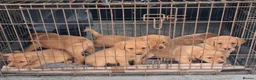 Labrador Retriever dogs for sale: Kc reg fox red labs - Advert 1