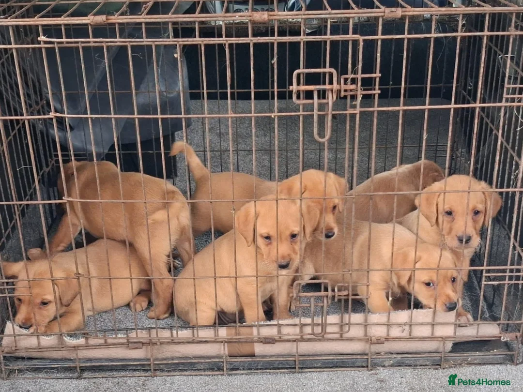 Labrador Retriever dogs for sale: Kc reg fox red labs - Advert 1