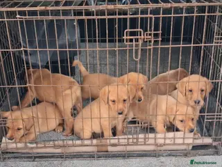 Labrador Retriever dogs Kc reg fox red labs - Advert 1