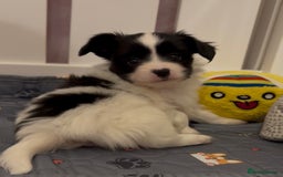 Papillon dogs for sale: Beautiful KC registered papillon puppies for sale - Image 22