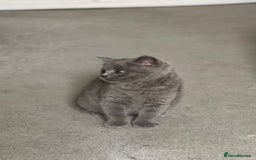 Brazilian Shorthair cats for sale: 🐾 Beautiful British Shorthair Kitten for Sale 🐾 - Image 4