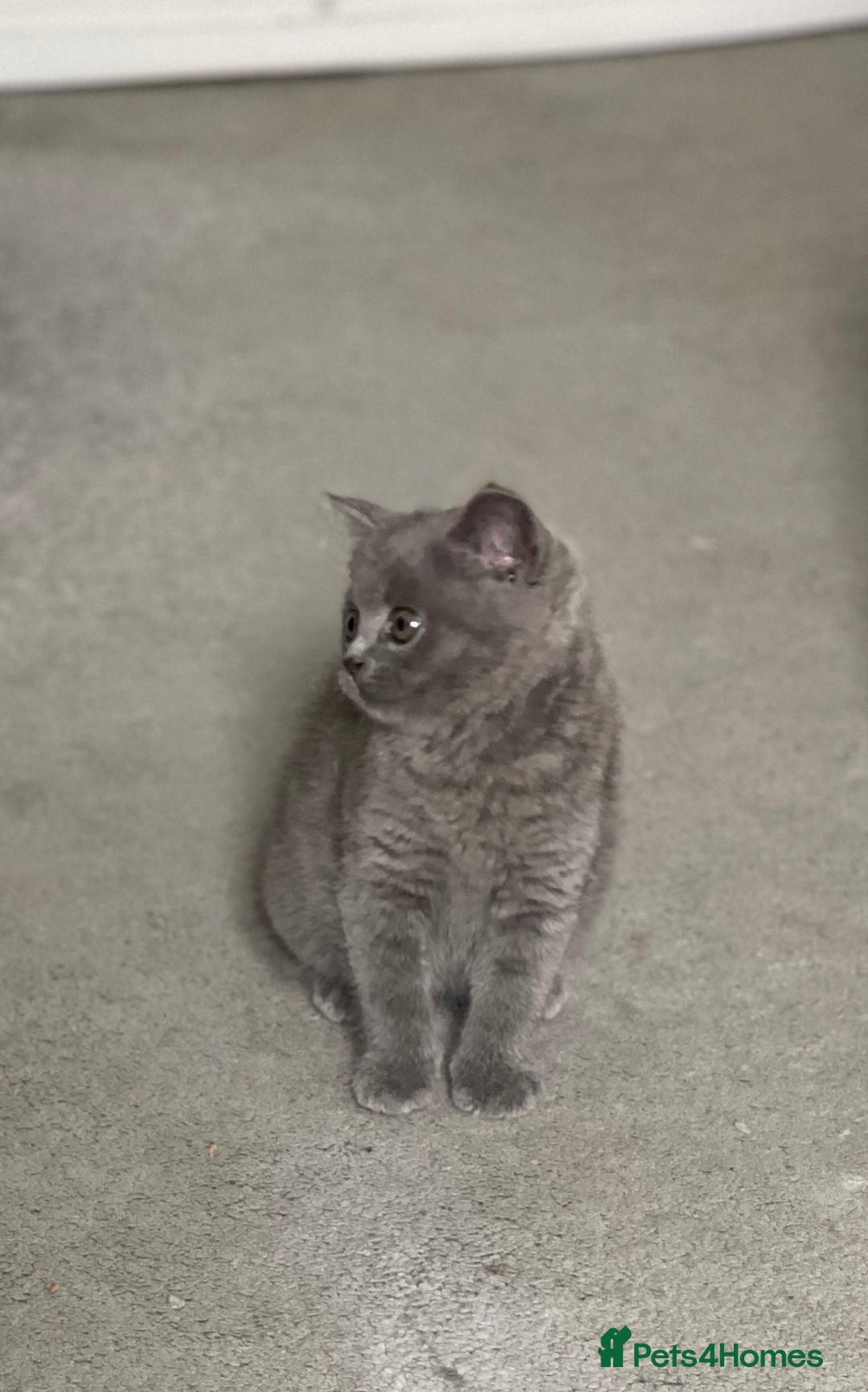 Brazilian Shorthair cats for sale: 🐾 Beautiful British Shorthair Kitten for Sale 🐾 - Image 4