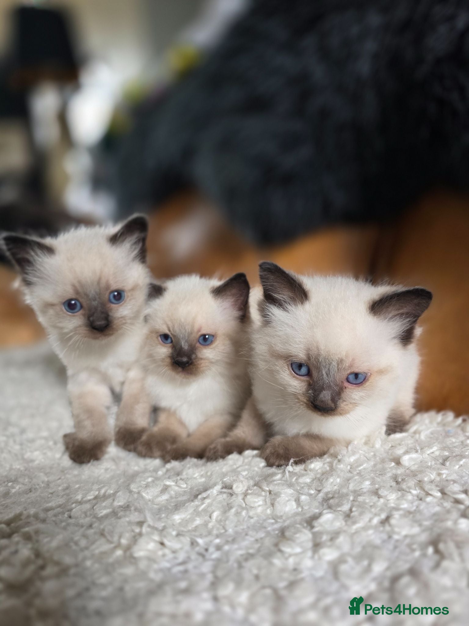 Ragdoll cats Gorgeous Ragdoll Kittens - Advert 3
